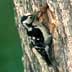 lesser spotted woodpecker